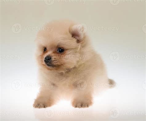 Pomeranian spitz puppy 11240347 Stock Photo at Vecteezy