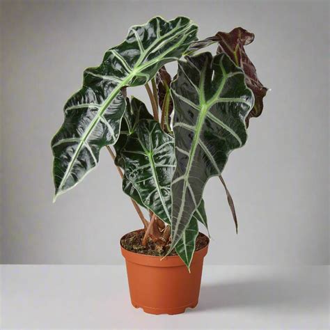 Alocasia Polly 'African Mask' - Unique and Exotic Indoor Plant – Design