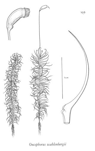 E Flora Bc Electronic Atlas Of The Flora Of Bc