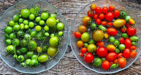 How To Ripen Green Tomatoes Quickly