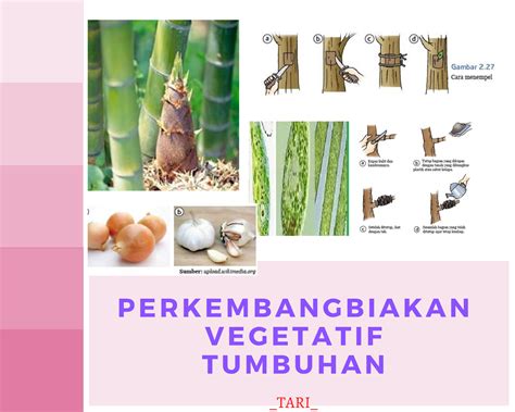 Perkembangbiakan Vegetatif Alami Tumbuhan Cahaya Mentari