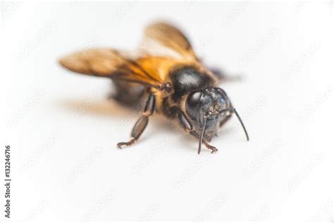 Stingless Male Drone Giant Honey Bee Apis Dorsata With 3 Ocellis On