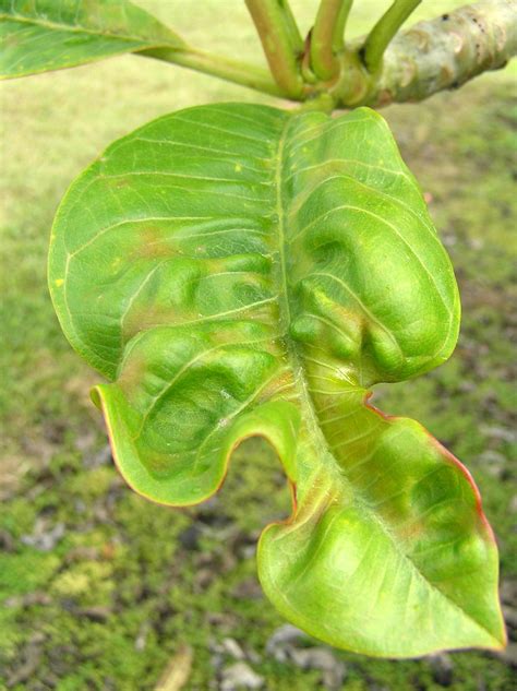 Plumeria Powdery Mildew Induced Leaf Rugosity And Distort Flickr