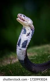 Angry Cobra Attack Position Stock Photo (Edit Now) 1720993024