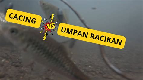 CACING VS UMPAN RACIKAN Dijamin Panen Ikan Kalo Pake Umpan Gacor Ini