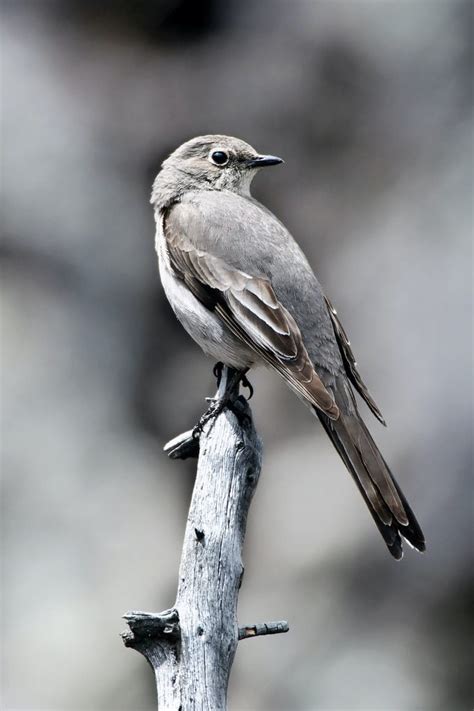 Meet the Thrush Bird Family of Songbirds - Birds and Blooms