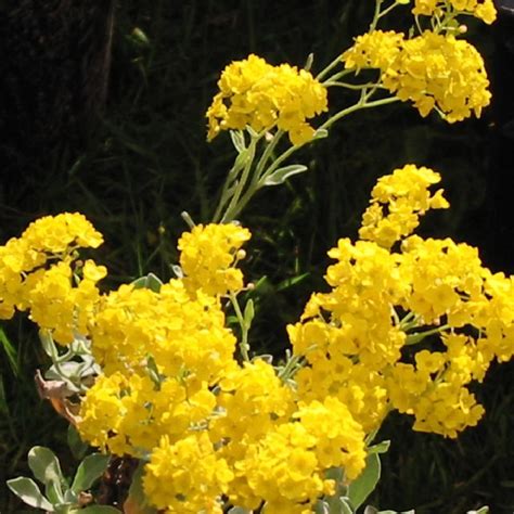 Aurinia Saxatilis Alyssum Saxatile Alyssum Saxatile Pépinières