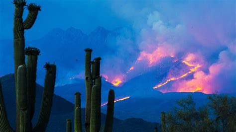 Bush Fire burns Arizona's iconic saguaro cactuses: Photos