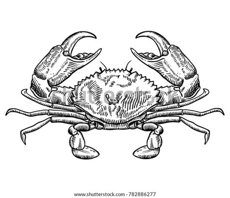 Hand Drawn Crab Sketch Vector Illustration Stock Vector Royalty Free