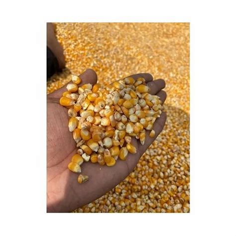 Yellow Hybrid Maize Seed Packaging Type Pp Bag Packaging Size Kg