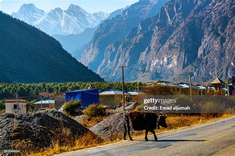 Yak Crossing The Road Of Kyirong Village Tibet China Stock Foto Getty