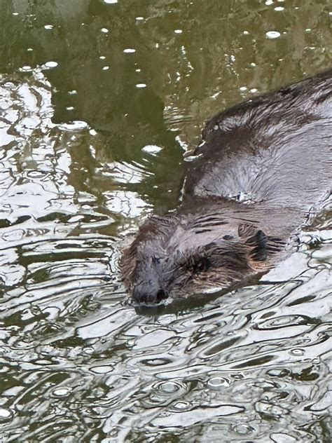 Community mourns Oak Harbor beaver | South Whidbey Record