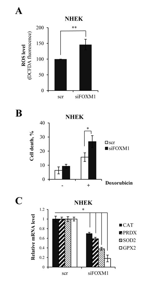 Foxm1 Regulates Proliferation Senescence And Oxidative Stress In