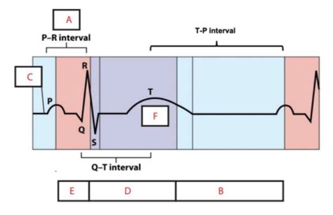 Ecg Diagram Quizlet