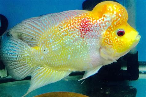 Flowerhorn Cichlid Fish Tropical Fish Aquarium Cichlid Fish