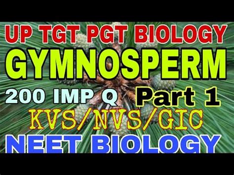 UP TGT PGT BIOLOGY GYMNOSPERM KVS NVS GIC BIOLOGY AND BIOLOGY FOR NEET