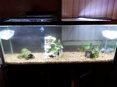 55 gallon planted aquarium progress | Aquarium Forum