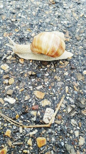 Premium Photo | Close-up of snail