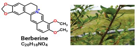 Molecules Free Full Text Antioxidant Antibacterial And Antifungal