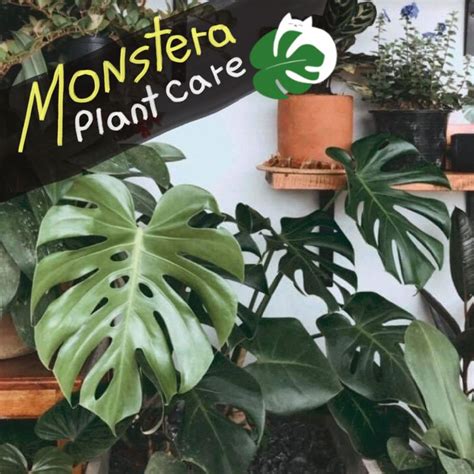 Sobos Room Monstera