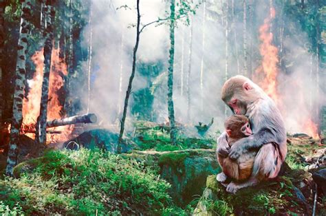 ¿qué Es La Deforestación Y Cuáles Son Sus Causas Y Consecuencias