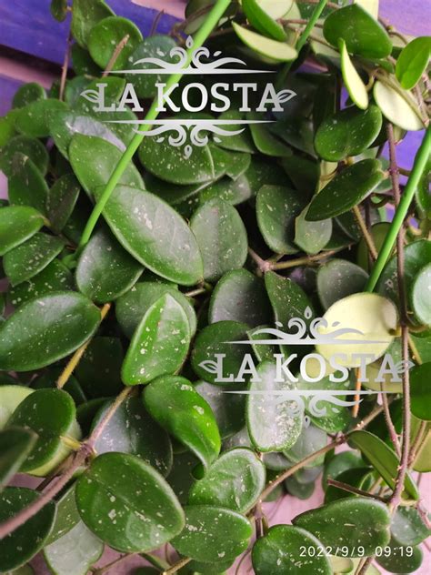 купить Хойя Матильда МОСКВА от 3030 рублей, доставка