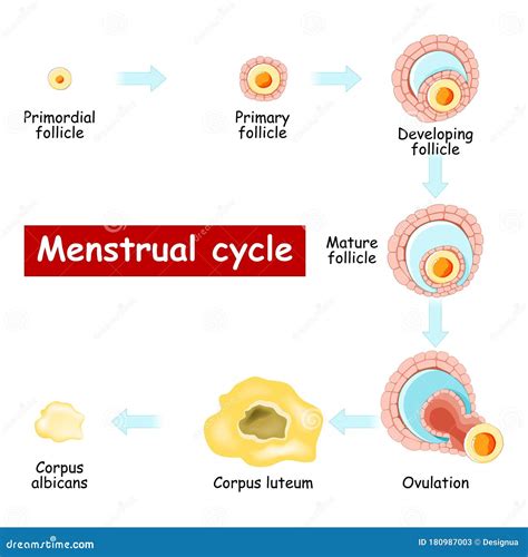 Ciclo Menstrual Cambios En El Ovario De Desarrollo Folicular A