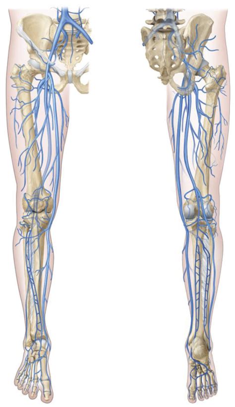 Leg veins Diagram | Quizlet