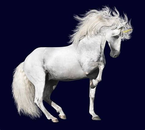 Realistic Unicorn Overlay Majestic Unicorn Png Photograph Overlay