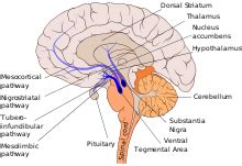 Mesolimbic Pathways Lounge Schizophrenia