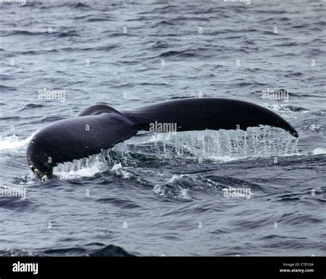 Humpback Whales Tail Stock Photo Alamy