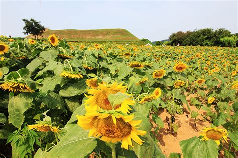 연천 호로고루 통일바라기 해바라기축제 네이버 블로그