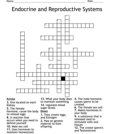 Endocrine And Reproductive Systems Crossword Wordmint