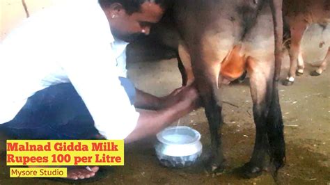 Malnad Gidda Milk Dairy Farm Bore Gowda Malavalli Rupees 100 Per