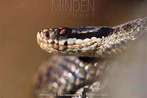 Common European Adder Stock Photo Minden Pictures