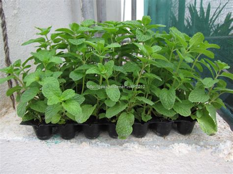 How To Grow Mint From Cuttings Geekgardener