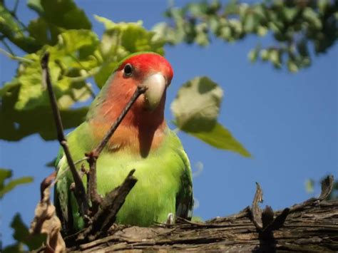 Cómo cuidar a los Agapornis o Inseparables Guía completa Mascotas