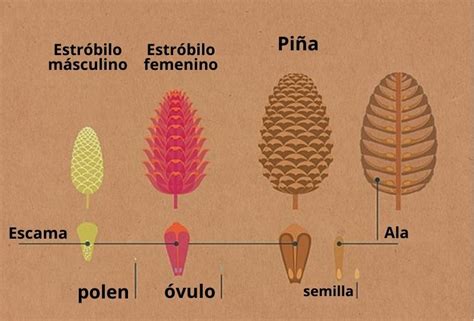 Gimnospermas Caracter Sticas Clasificaci N Y Ejemplos De Especies