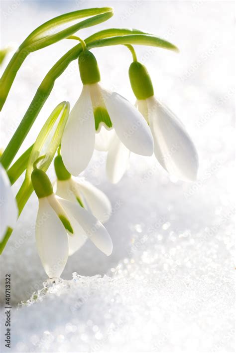 Spring snowdrop flowers Stock Photo | Adobe Stock