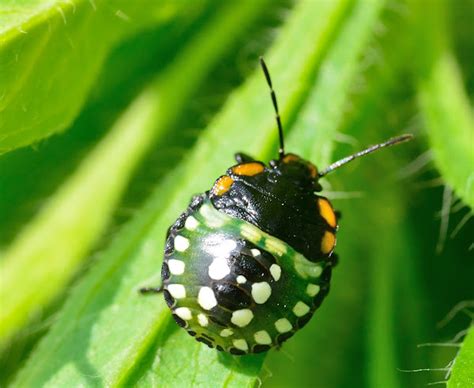 Southern Green Stink Bug Nymph Project Noah