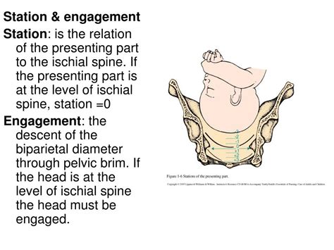 Ppt Obstetric Physical Examination Powerpoint Presentation Free