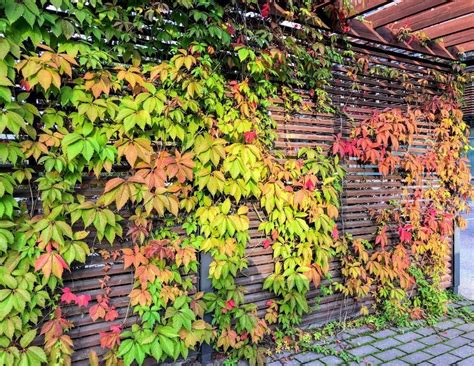 15 Best Creeper Plants For Your Home Garden