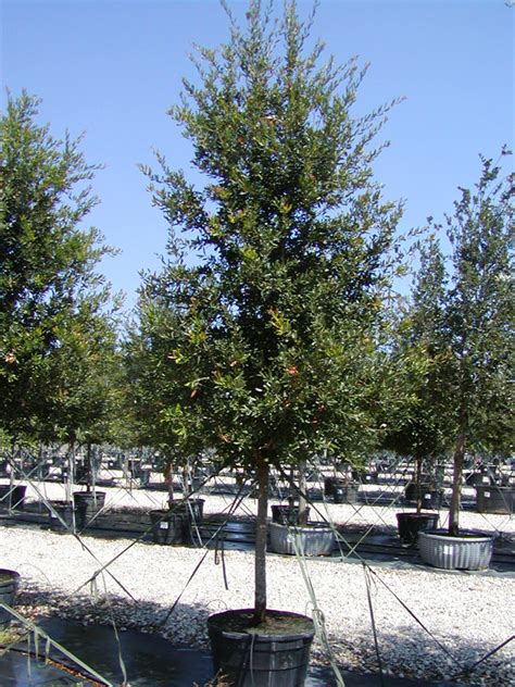 Live Oak Tree - Dallas, Texas - Treeland Nursery