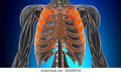 Internal Intercostal Images Stock Photos Vectors Shutterstock