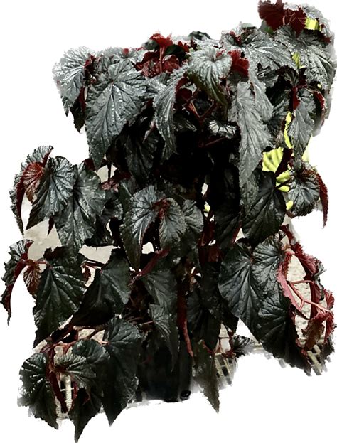 10″ Begonia Black Magic Pole The Plant Factory Wholesale Tropical Plants