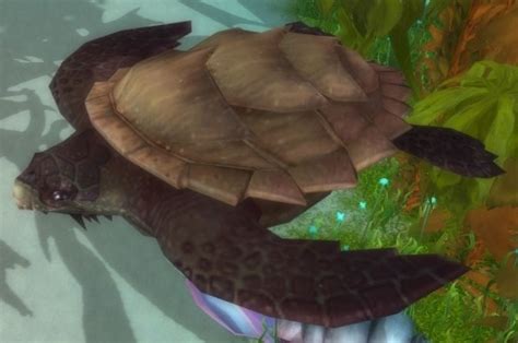 Sea Turtle Warcraft Wiki Your Wiki Guide To The World Of Warcraft