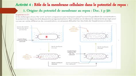 Origine Du Potentiel De Membrane Au Repos Youtube