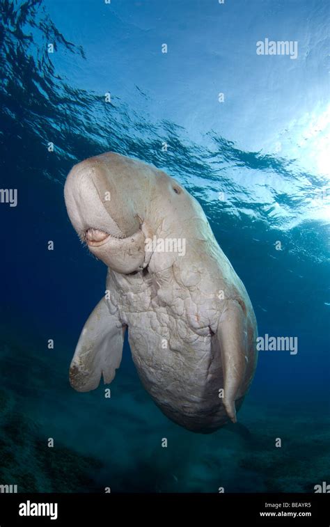 Dugong Dugon Fotos Und Bildmaterial In Hoher Aufl Sung Alamy