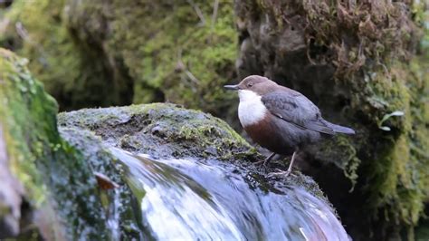 Nature Sounds Waterfall And Birds Noise Relaxation Aid For Reading