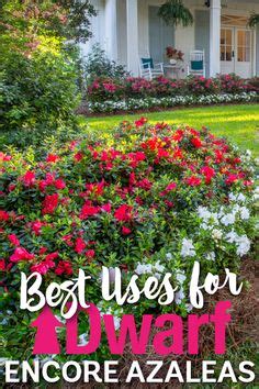 Best Uses for Encore Azaleas by Size -- Dwarf Encore Azaleas grow ...